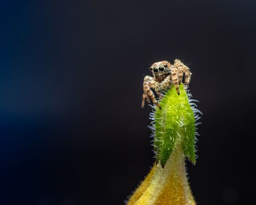 Free Closeup of little brown spider crawling on thin green thorny flower against black background during summer time in nature in countryside Stock Photo