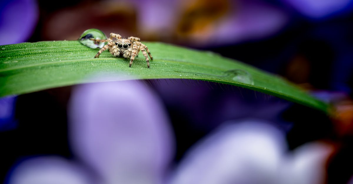 How to get rid of brown recluse spiders in basement