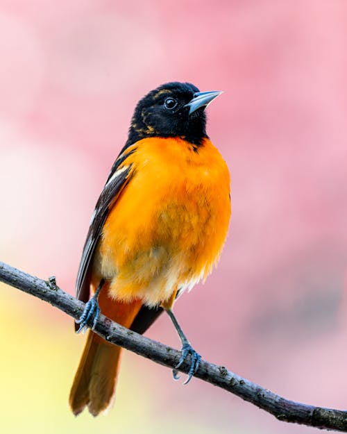Baltimore Oriole Photos, Download The BEST Free Baltimore Oriole