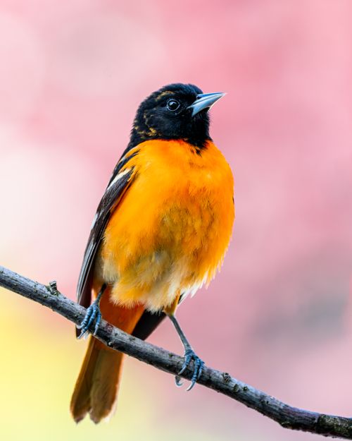 Free Beautiful colorful Baltimore Oriole sitting on sprig of tree against blurred pink background in daylight in summer time in zoo Stock Photo
