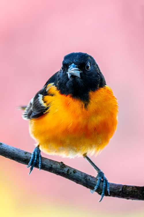 Free Cute small Baltimore oriole with black head sitting on thin sprig against blurred pink background in summer day in forest Stock Photo