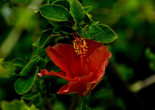 Fotos de stock gratuitas de flores, outdoorchallenge