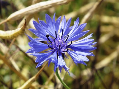 Bloomed Blue Petaled Flower