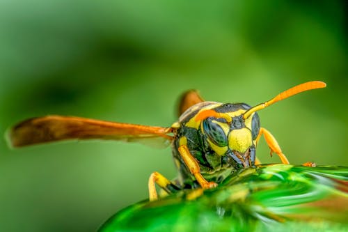 Small bee on green leaf in summer