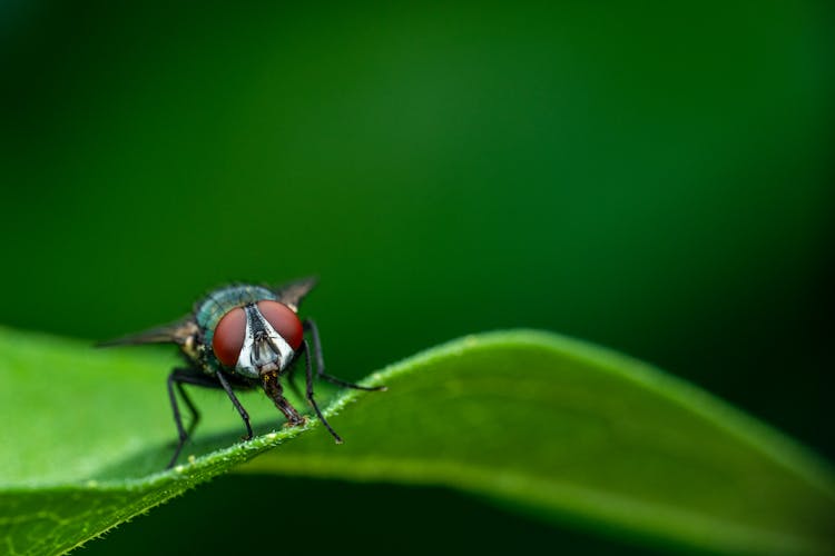 Little Black Fly On Green Leaf