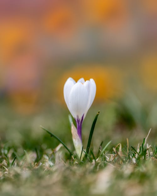 Delicate flower on green field