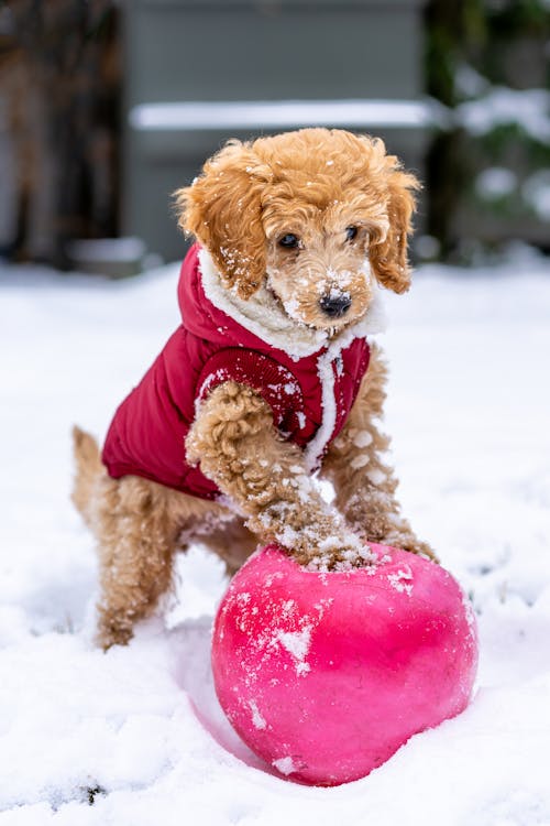 Adorable Toy Poodle playing with ball in snow