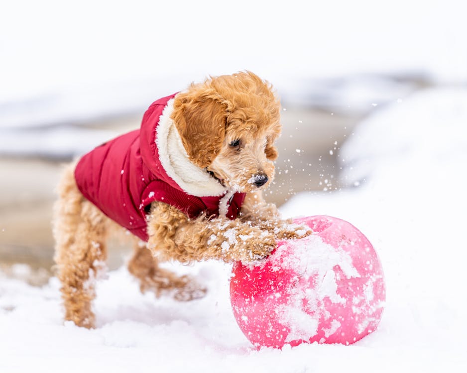 Free Cheerful Toy Poodle with curly fur in red costume rolling ball on snowy ground while playing on street in winter day Stock Photo