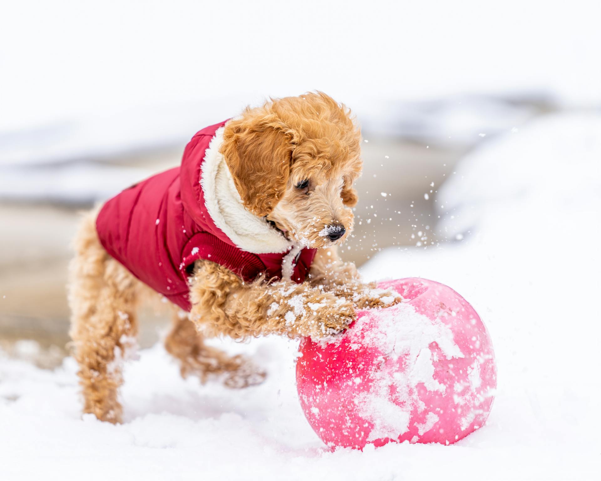 Poodle jouet joyeux avec la fourrure bouclée dans le costume rouge roule de la balle sur le sol enneigé tout en jouant dans la rue dans une journée d'hiver