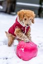 Purebred Toy Poodle with ball in snowt