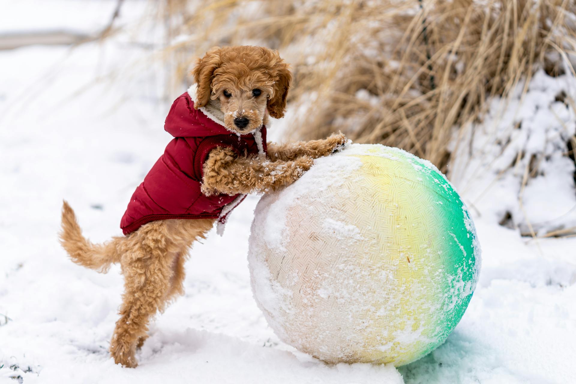 Cute Toy Poodle en vêtements chauds debout sur le sol enneigé sur les pattes arrière avec les pattes avant sur la balle dans la rue