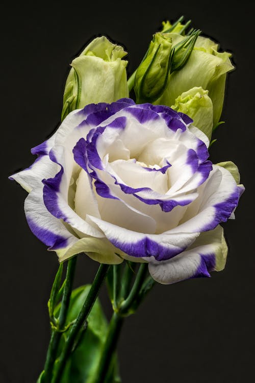 Tender blossoming white rose bud with violet petals on green stem placed on black background in studio during photo shoot