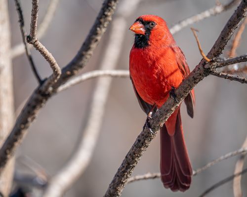 Free Little bird with red plumage sitting on branch of leafless tree on blurred background during sunny day in nature outside Stock Photo