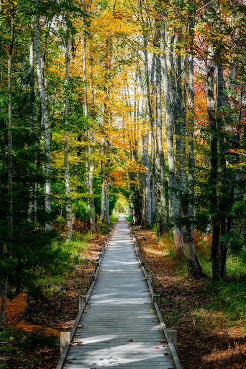 Perspective view of empty walkway with fallen leaves among tall trees with colorful foliage in autumn park