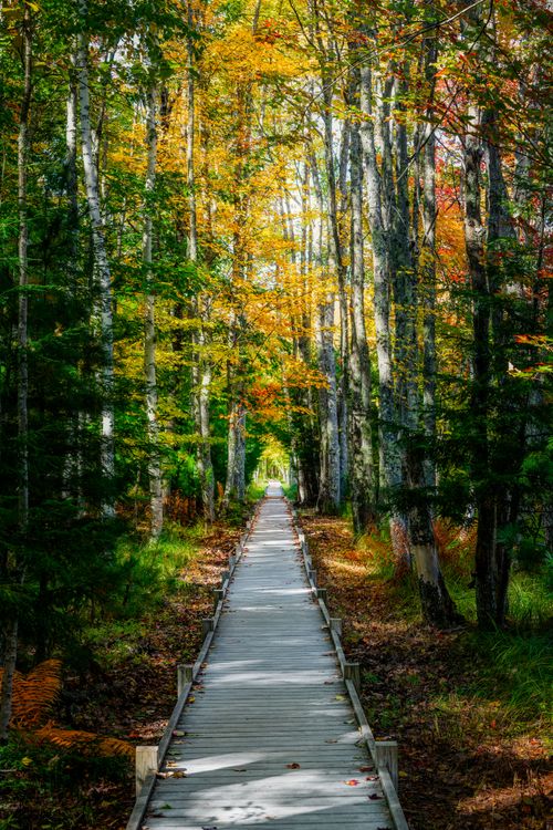Free Perspective view of empty walkway with fallen leaves among tall trees with colorful foliage in autumn park Stock Photo