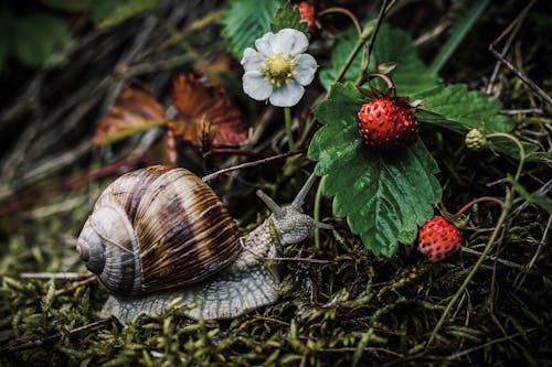 High angle of Roman snail crawling on grassy ground in forest near bush of strawberry