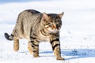 Curious cat walking on snowy meadow