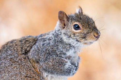Free Side view of cute fluffy Eastern gray squirrel sitting in park on sunny day Stock Photo