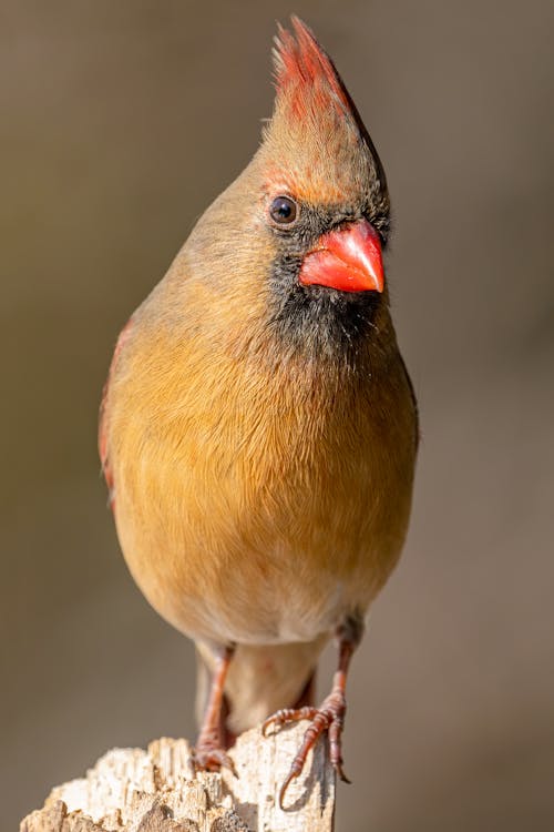 Northern cardinal with bright plumage on beige background