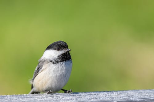 Small carnivorous bird with black and white plumage resting on wooden surface in zoological garden