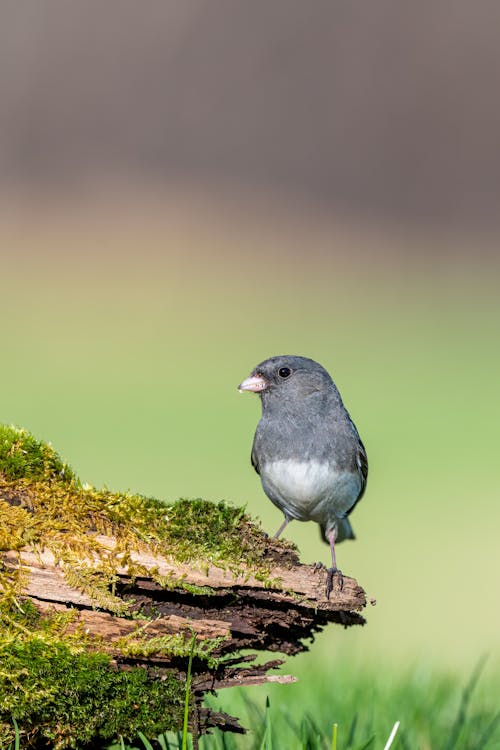 Small songbird on mossy tree trunk in zoo