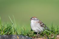 Carnivorous bird with ornamental plumage sitting on bright grass lawn on green background in daytime