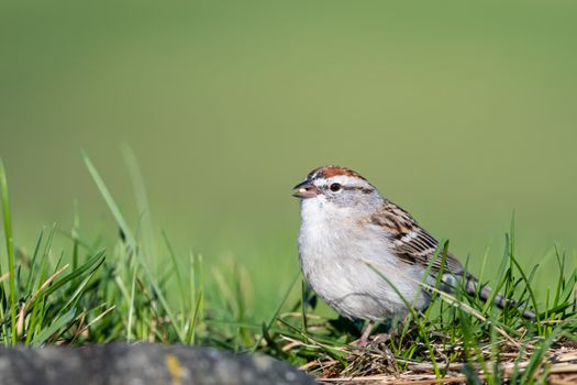 Carnivorous bird with ornamental plumage sitting on bright grass lawn on green background in daytime