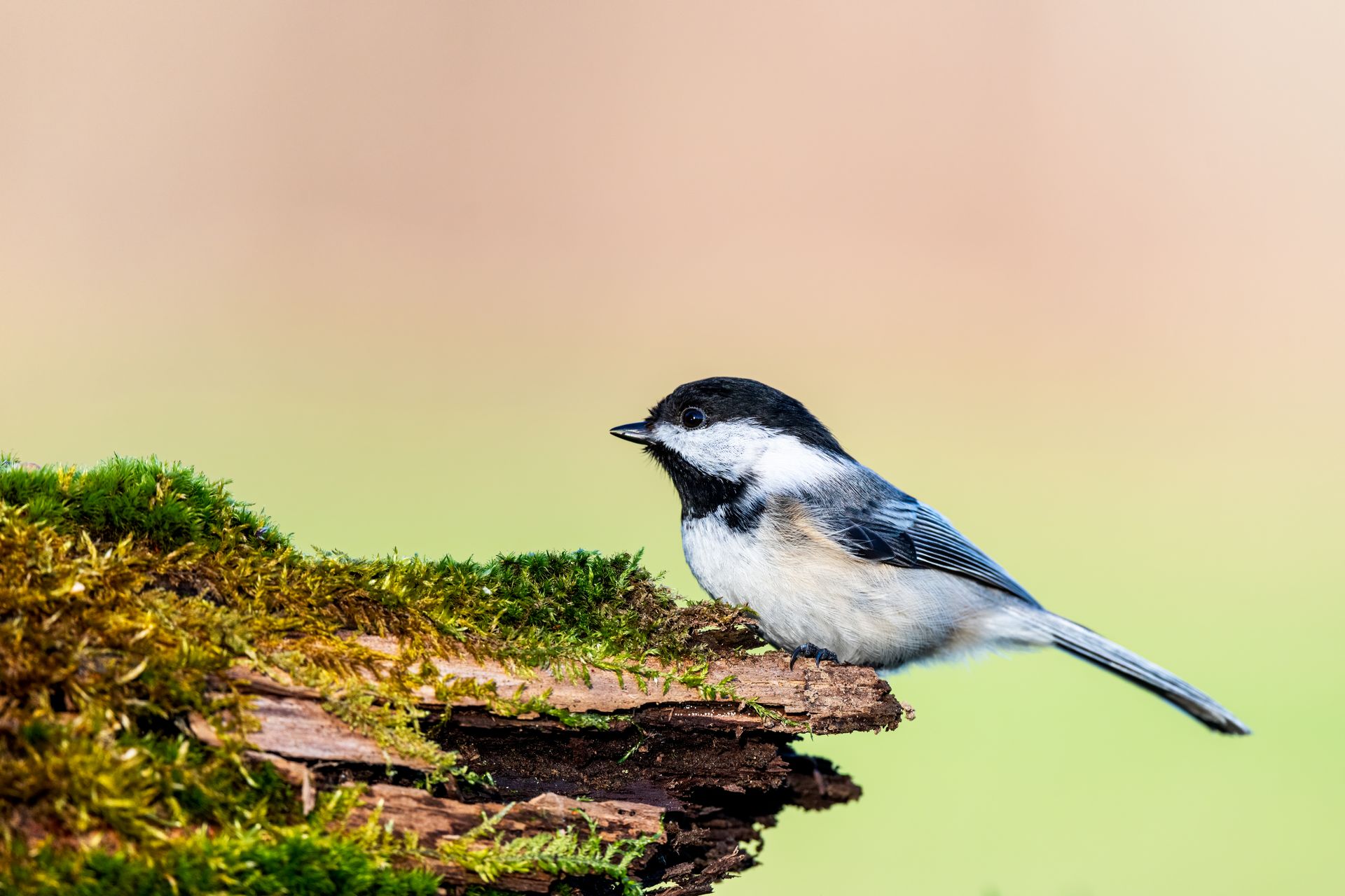 A Black-capped Chickadee peacefully perches on a moss-covered log, displaying its distinct plumage against a serene background.