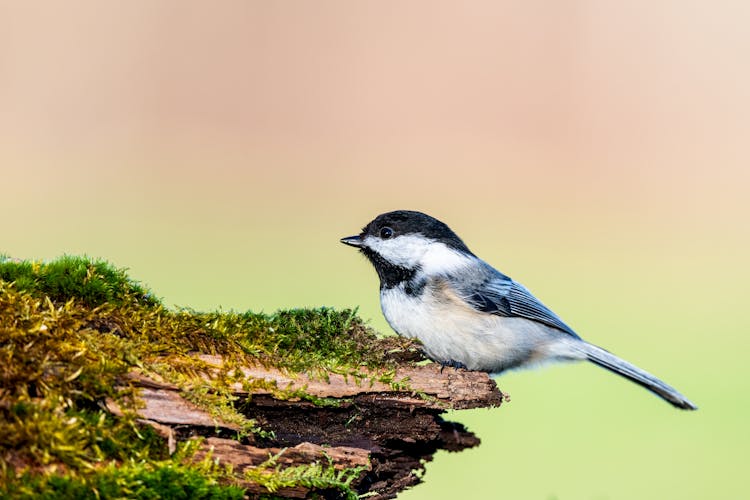 Black Capped Chickadee On Mossy Tree Trunk