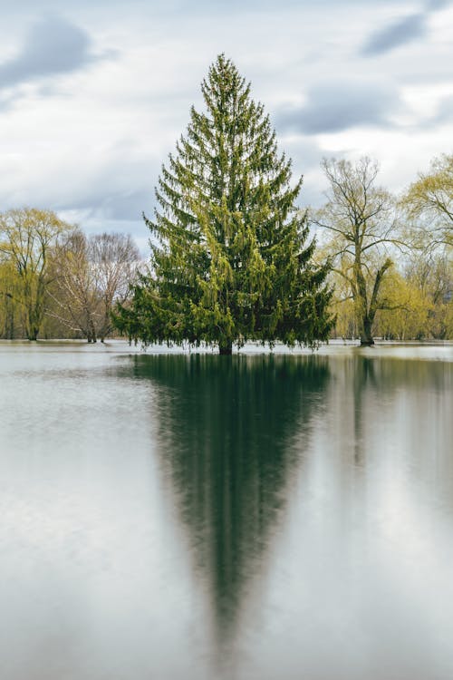 Evergreen tree reflecting in river under sky