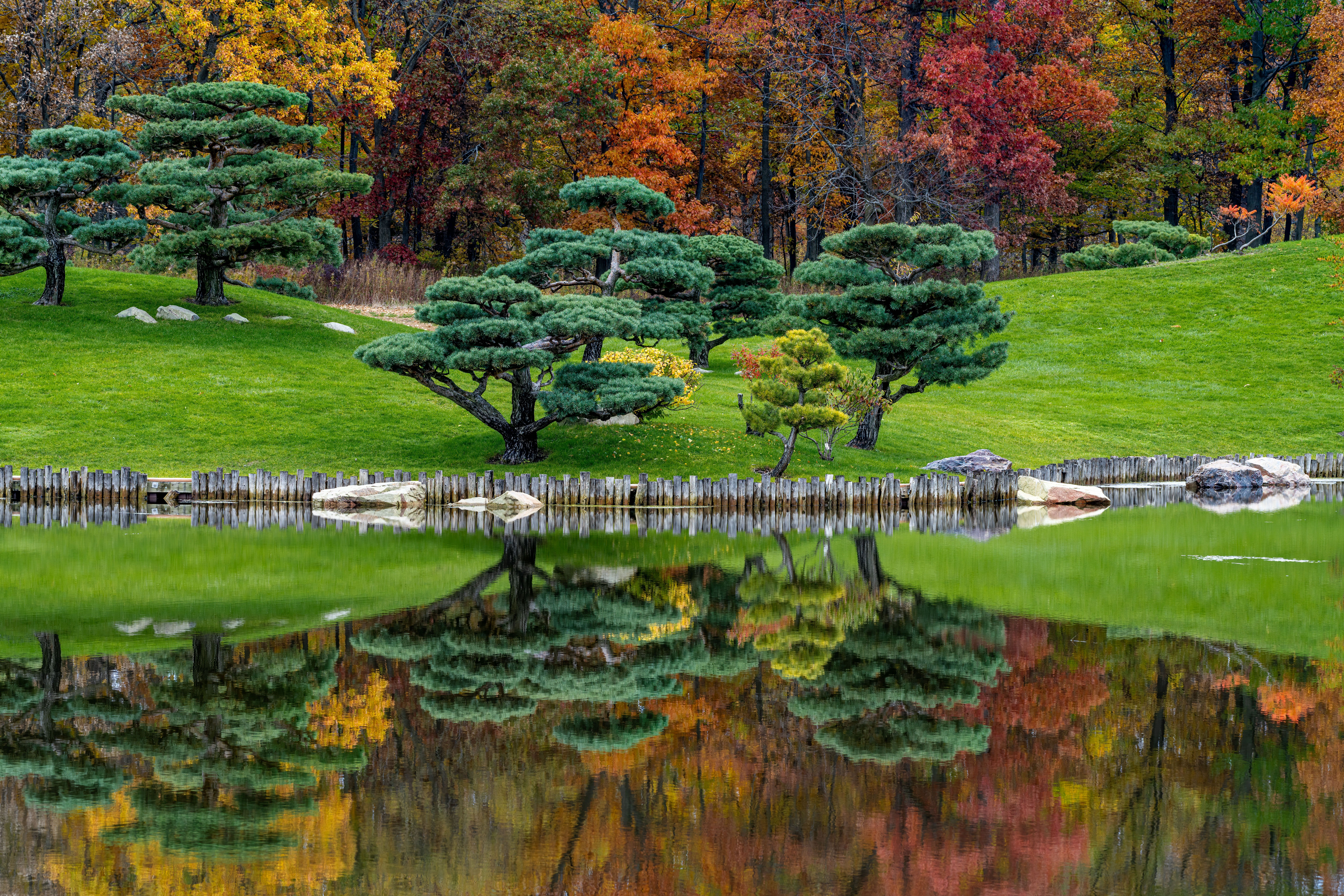 Japanese Red Pine