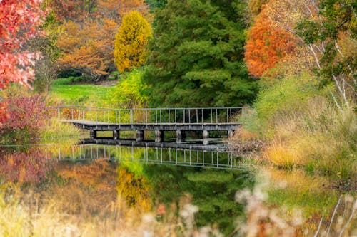 Fotobanka s bezplatnými fotkami na tému botanický, botanika, denné svetlo