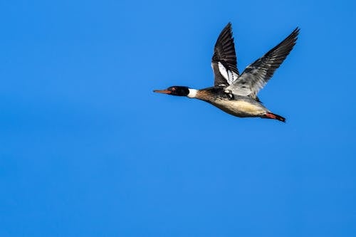 Sea duck flying on bright blue background