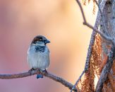 From below of small carnivorous bird with spiky beak sitting on dry tree branch in zoological garden in daylight