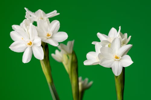 Colorful narcissuses on stems on green background