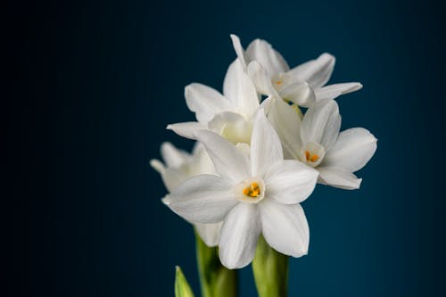 Základová fotografie zdarma na téma amaryllidae, angiospermy, aroma