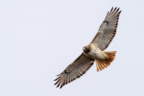 Gratis lagerfoto af accipitriformes, buteo, chordate