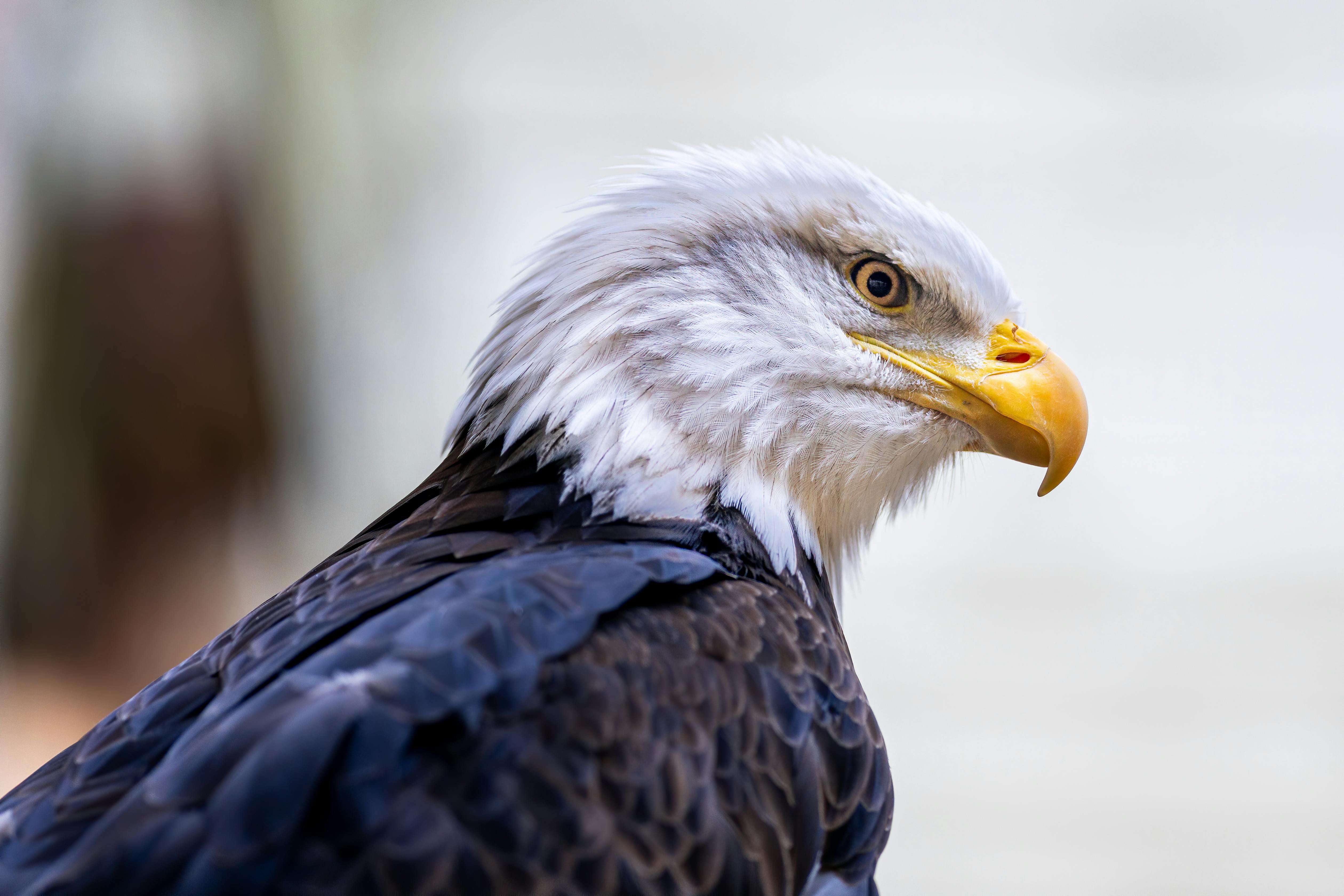 Bald eagle with yellow beak and ornamental plumage · Free Stock Photo
