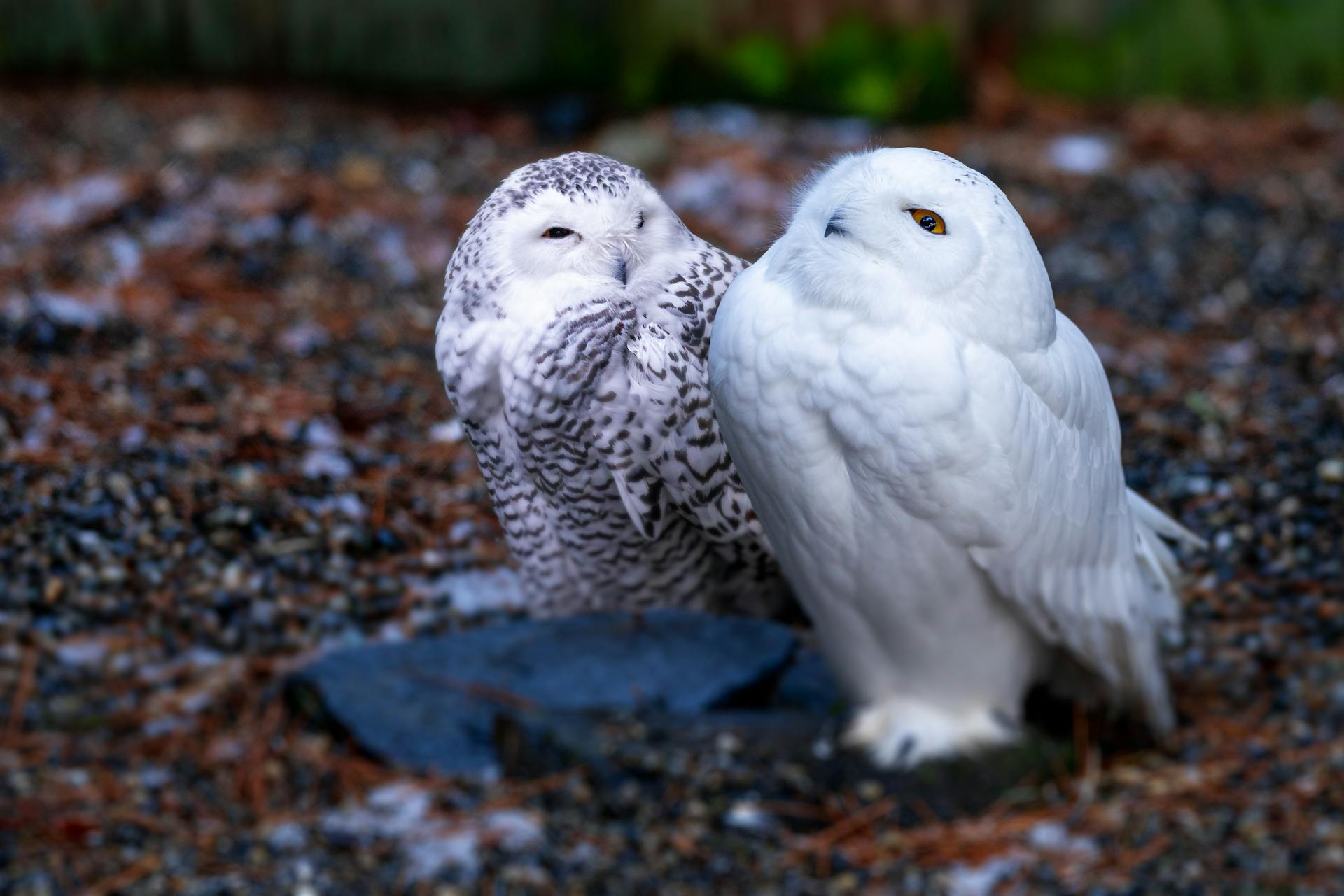 Snowy owls with shiny plumage resting on dry terrain