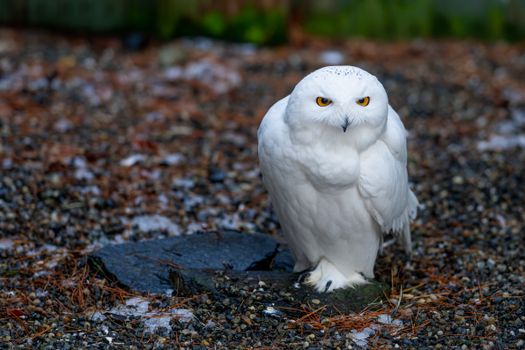 From above of attentive snowy owl with small beak sitting on dry terrain in zoo