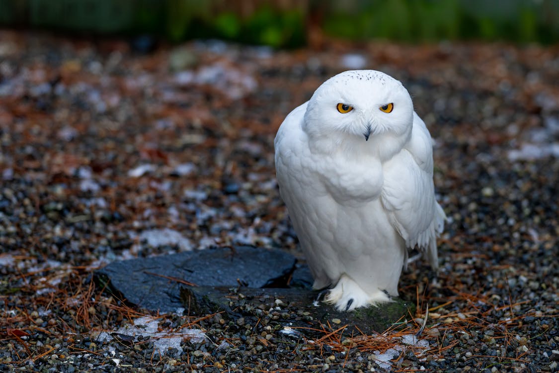 Free From above of attentive snowy owl with small beak sitting on dry terrain in zoo Stock Photo
