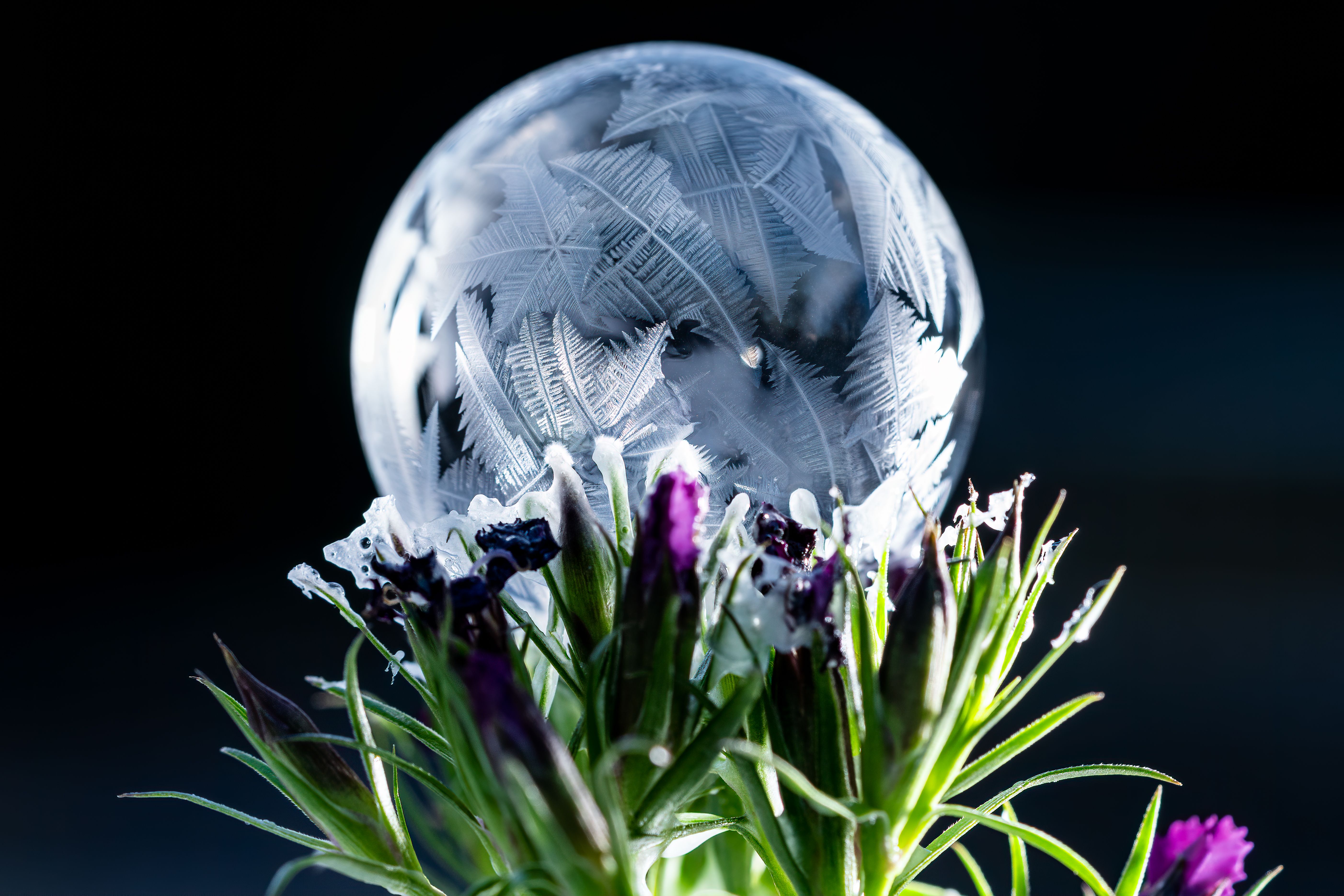 Swiss Floral Bubble