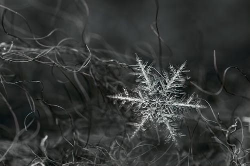 Základová fotografie zdarma na téma barva, bw, dekor