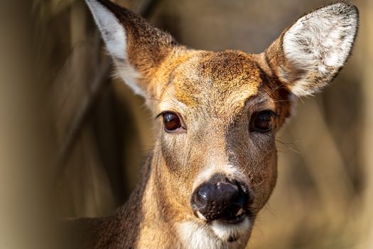 Muzzle of serene deer on blurred background