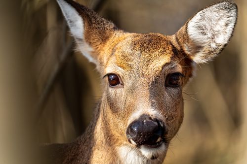 Free Muzzle of white tailed deer with fluffy ears and brown wool in daylight Stock Photo