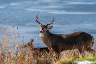 White tailed deer near lake and faded grass