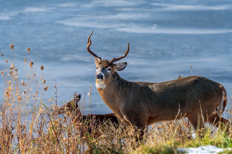 White Tailed Deer Near Lake And Faded Grass