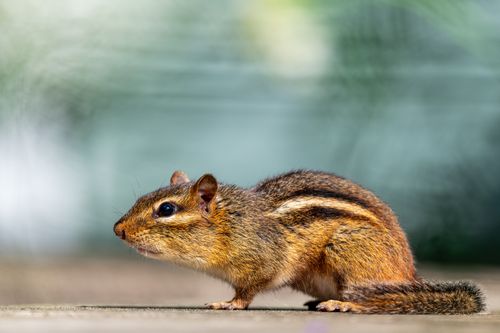 Free Eastern chipmunk with striped ornament on wool sitting on smooth surface in zoological garden Stock Photo