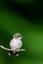 Rufous hummingbird on green background in zoo
