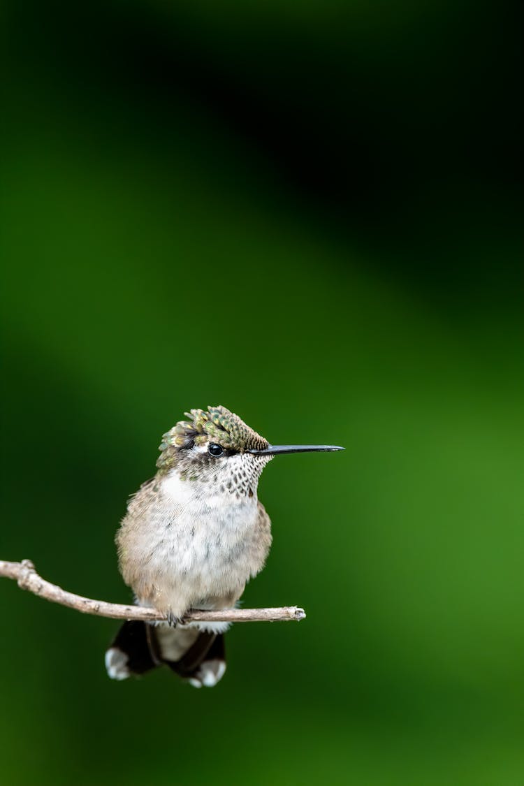 Rufous Hummingbird On Green Background In Zoo